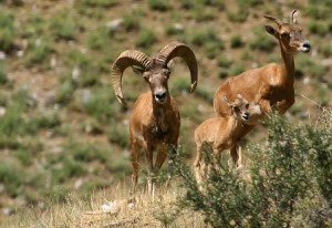 87-servetzovs-argali